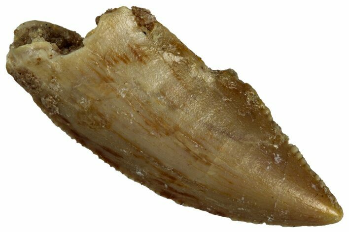 Serrated Raptor Tooth - Real Dinosaur Tooth #300899
